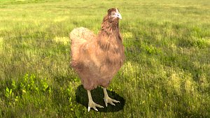 Chicken