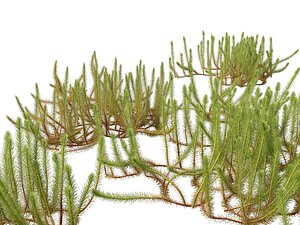 Highpoly LowPoly - Myriophyllum propinquum - Water Milfoil 3D model