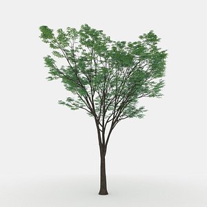 3D Zelkova serrata keyaki summer model