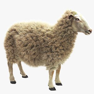Sheep