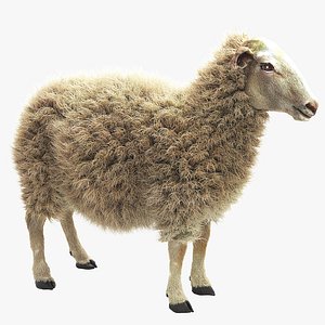 Sheep