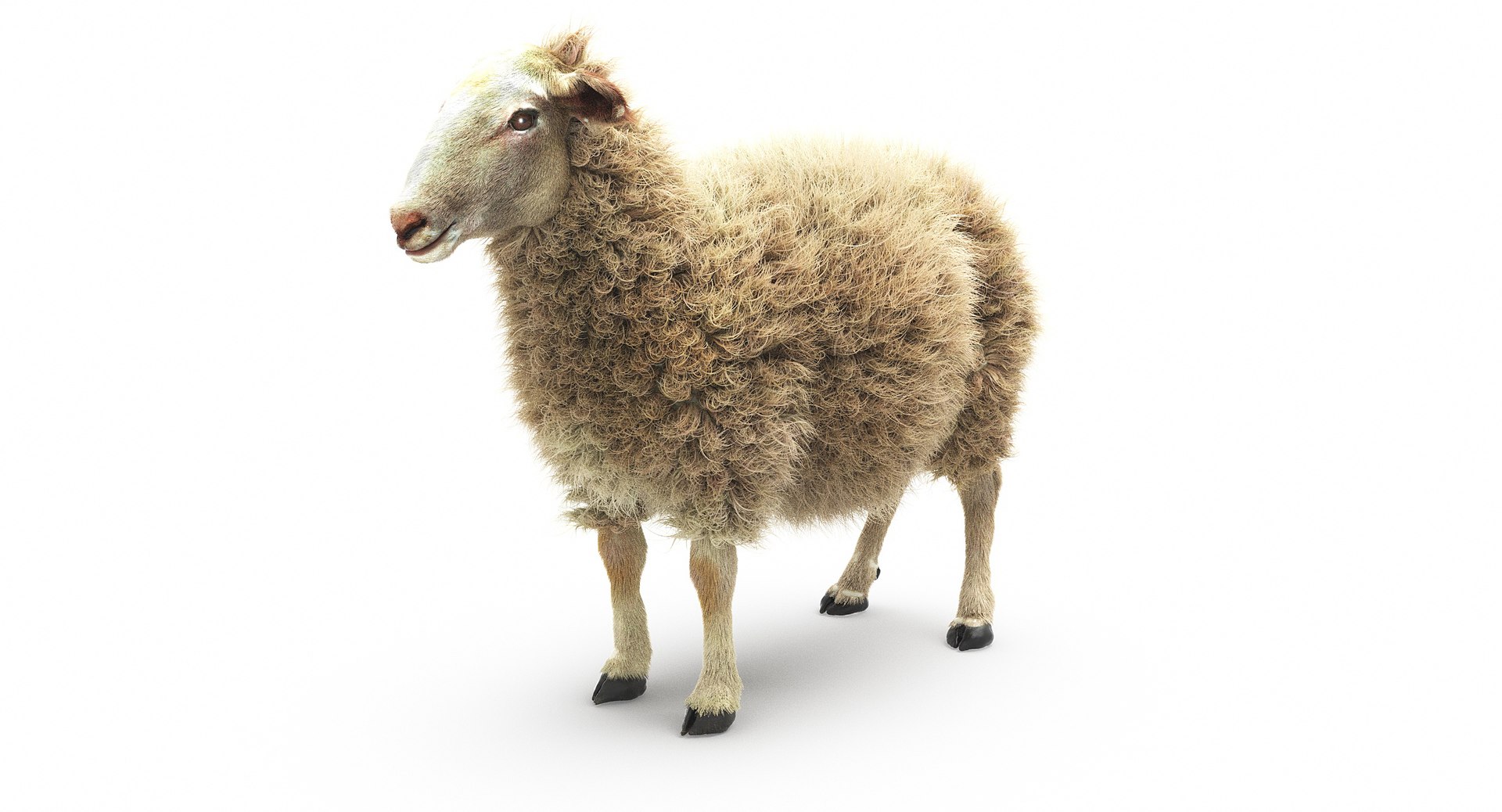 216,454 Sheep Wool Images, Stock Photos, 3D objects, & Vectors