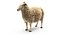 Sheep