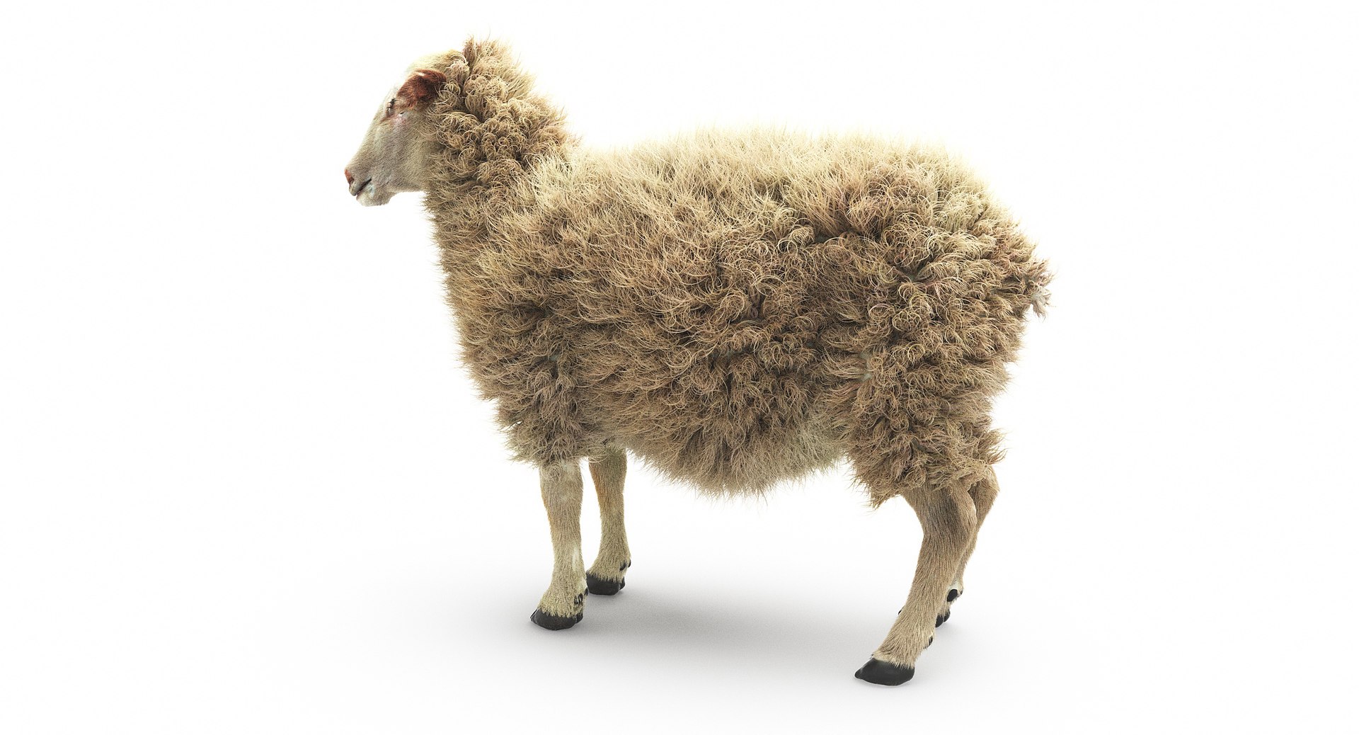 sheep realistic fur 3d max https://p.turbosquid.com/ts-thumb/qC/kFGmMK/cOagEoNu/7/jpg/1476205528/1920x1080/fit_q87/63080e47ecf51ea81b276c4edb2d0d315c46108a/7.jpg