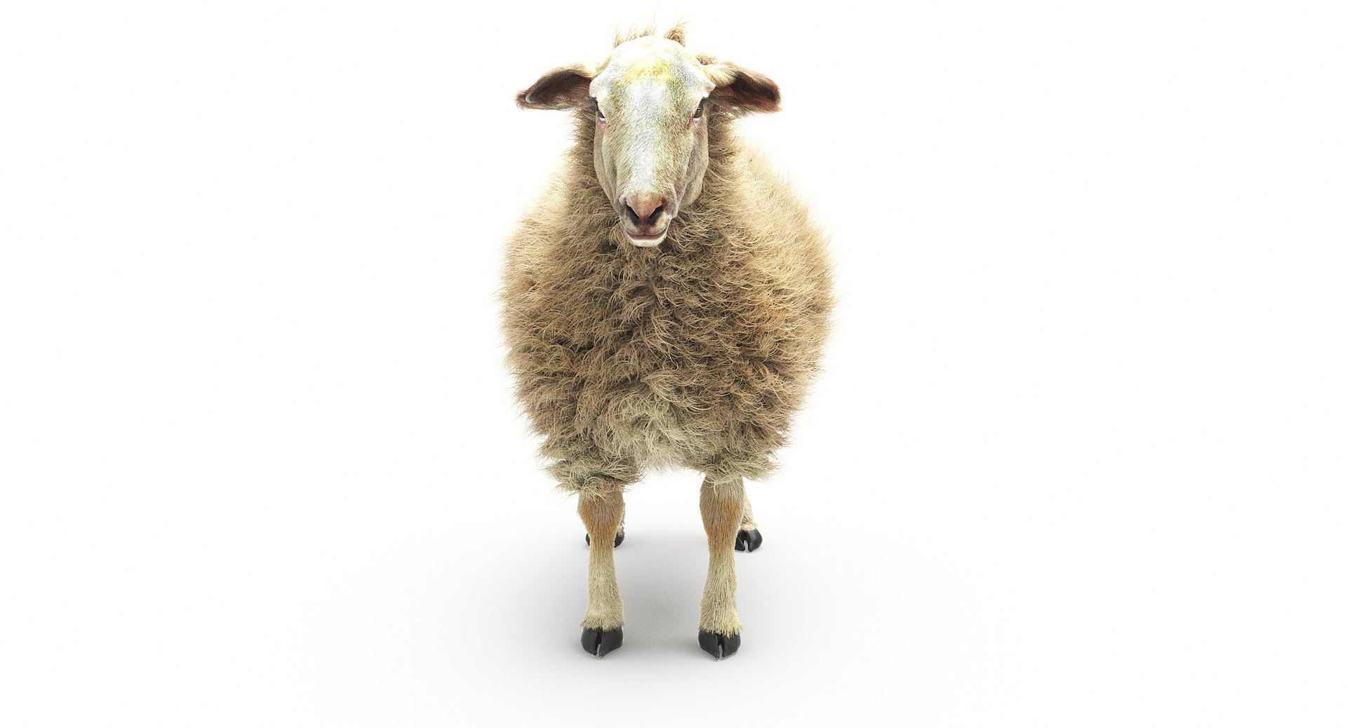 sheep realistic fur 3d max https://p.turbosquid.com/ts-thumb/qC/kFGmMK/dut7dJSV/10/jpg/1476205528/1920x1080/fit_q87/1ff65dd383dcac694bb51f3842e54b0d5269ba17/10.jpg
