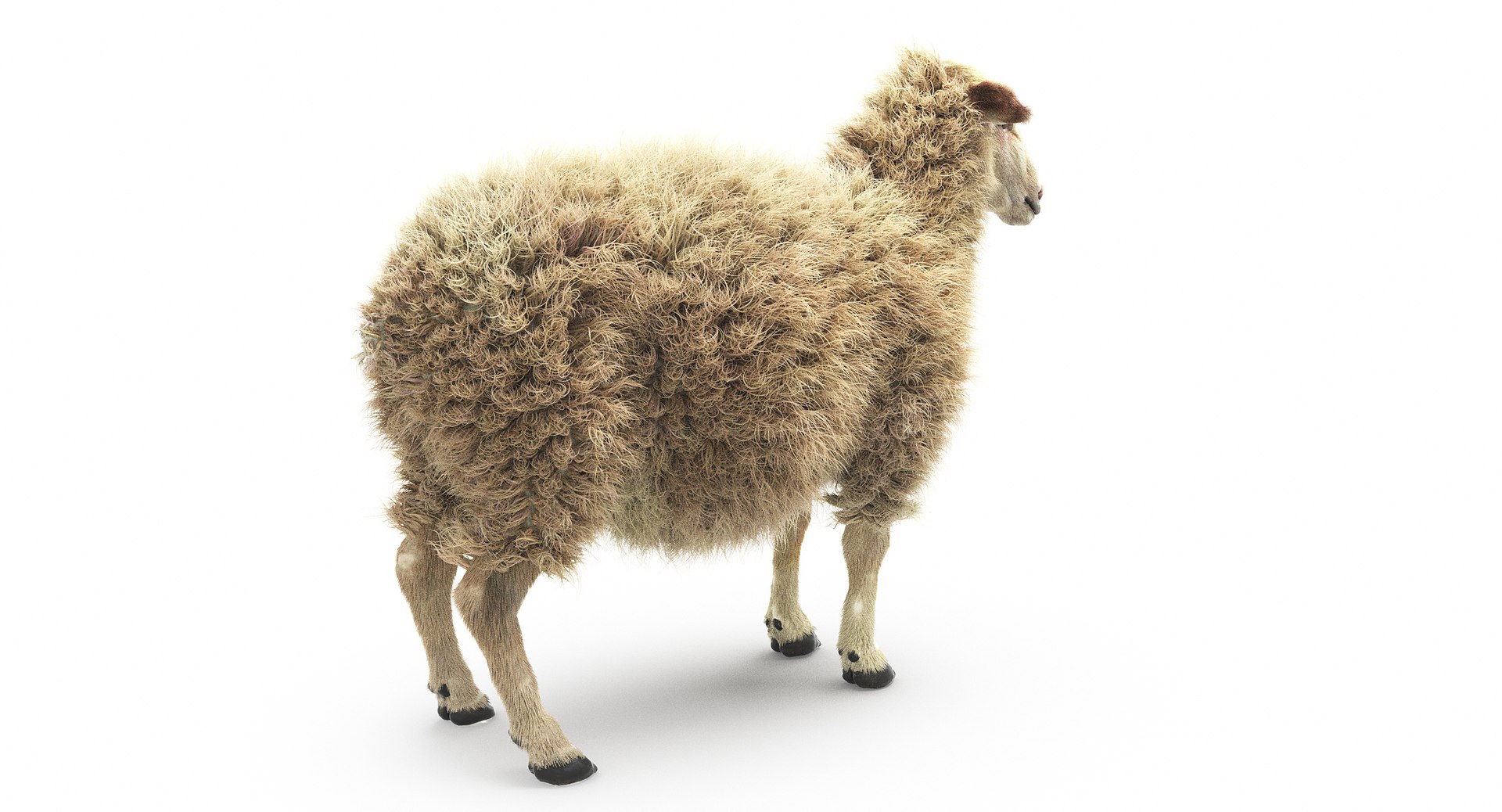 sheep realistic fur 3d max https://p.turbosquid.com/ts-thumb/qC/kFGmMK/g5B4RV6t/5/jpg/1476205527/1920x1080/fit_q87/402f7466694ebb791f172be418034b2b56713059/5.jpg