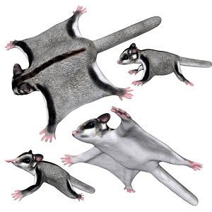 Realistic Fully rigged low poly Sugar Glider