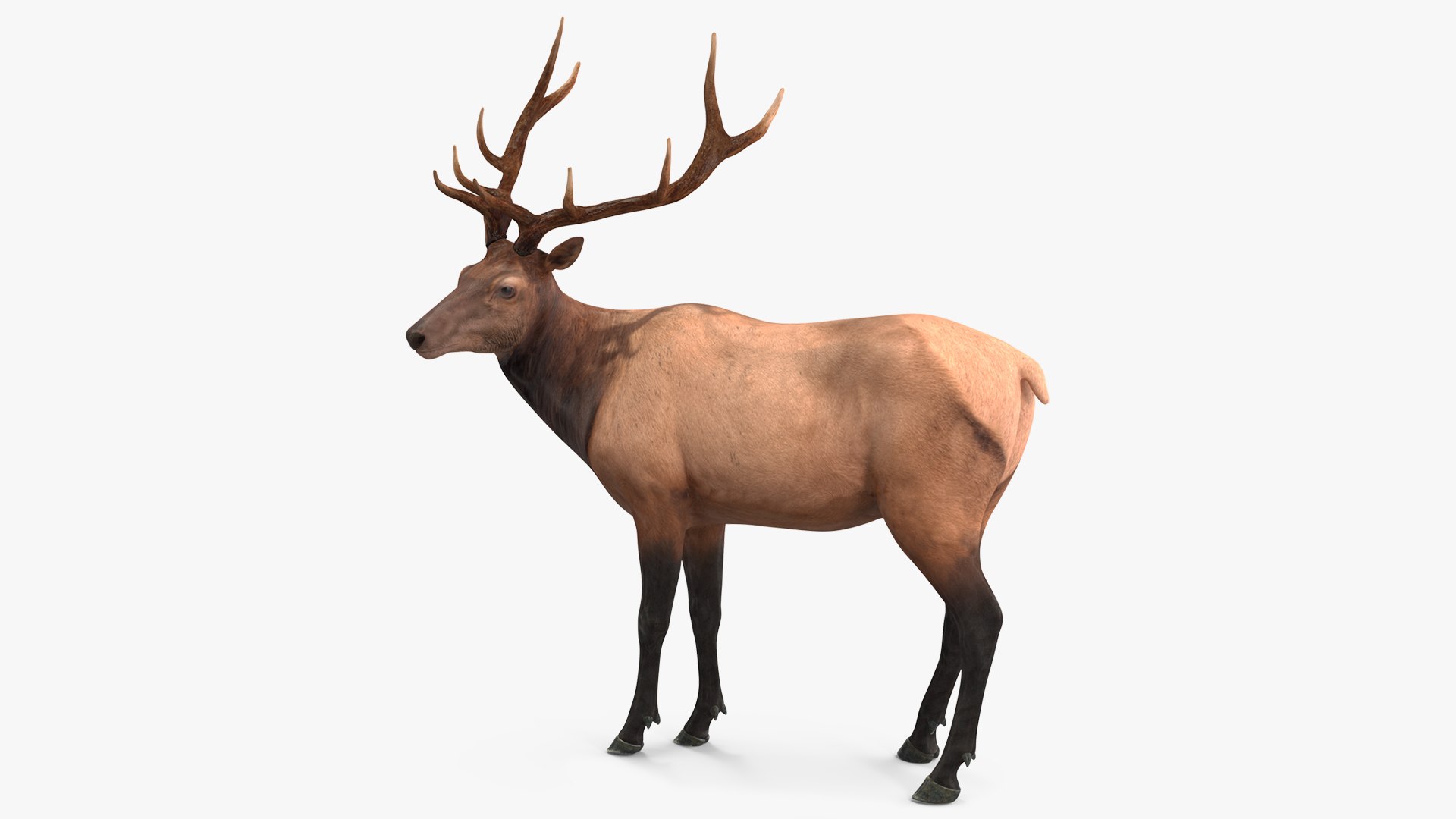 Elk Standing Pose 3D model preview