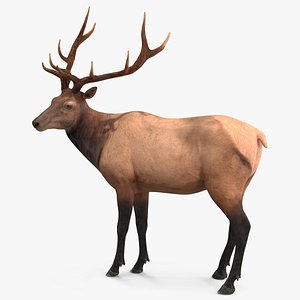 Elk Standing Pose
