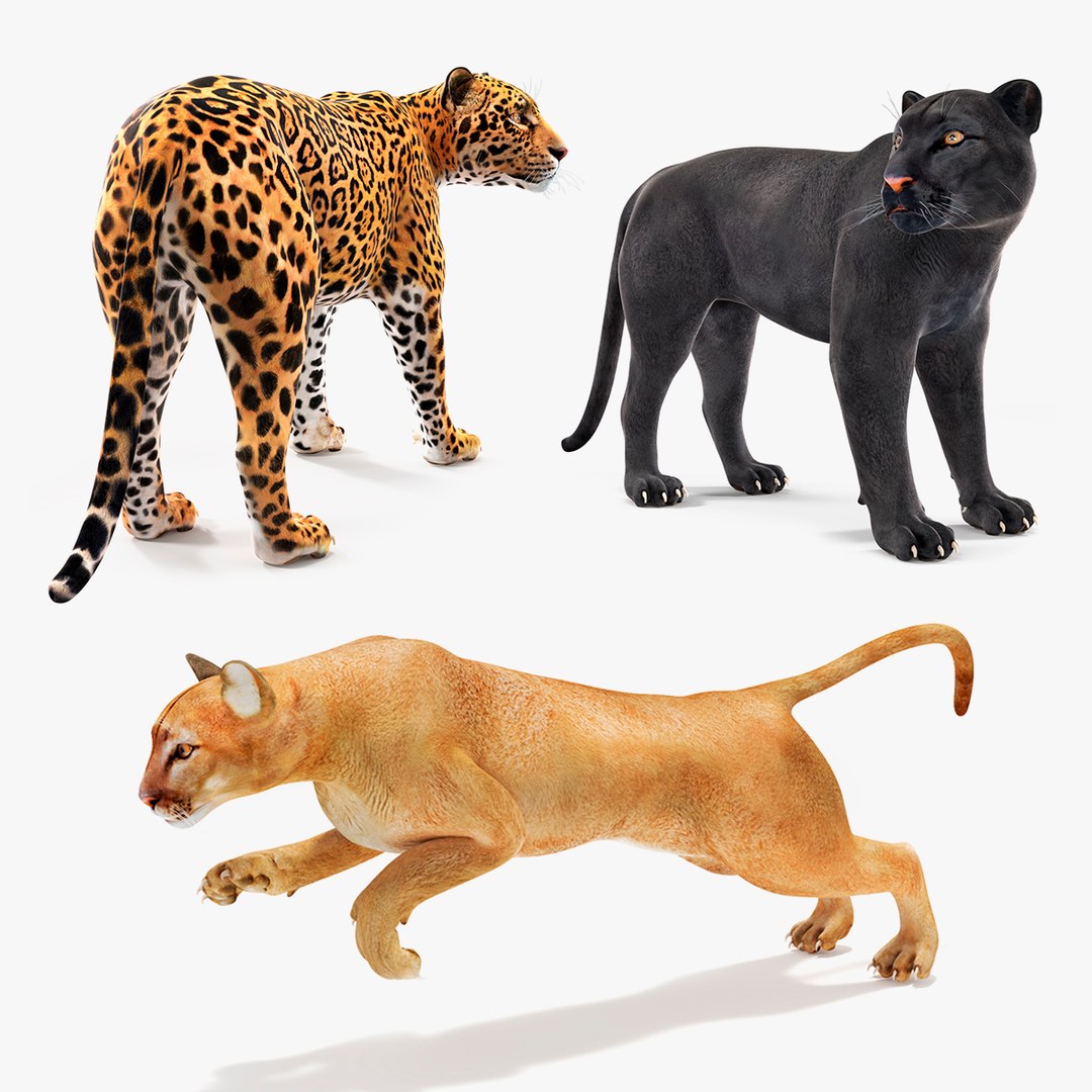 Big Cats Collection 3D model https://p.turbosquid.com/ts-thumb/qD/7c4GYt/q1/big_cats_collection_000/jpg/1730821468/1920x1080/fit_q87/4d597ae0f962bac81e9f5f507c5df9a5c7e5836f/big_cats_collection_000.jpg