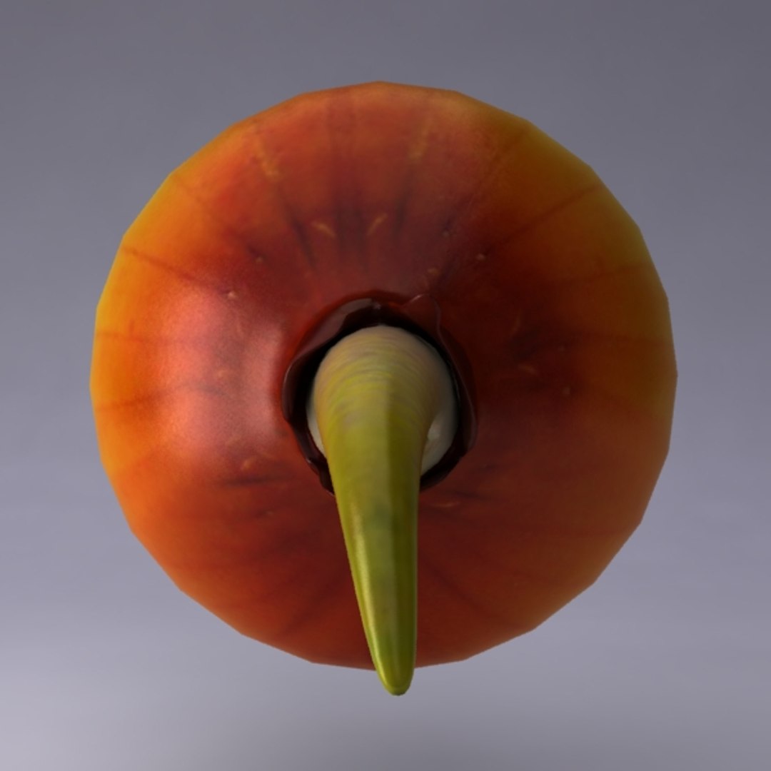 3d Model Onion