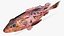 Rosy Scorpionfish