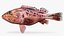Rosy Scorpionfish