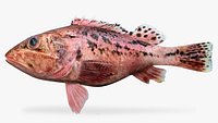 Rosy Scorpionfish