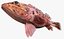 Rosy Scorpionfish