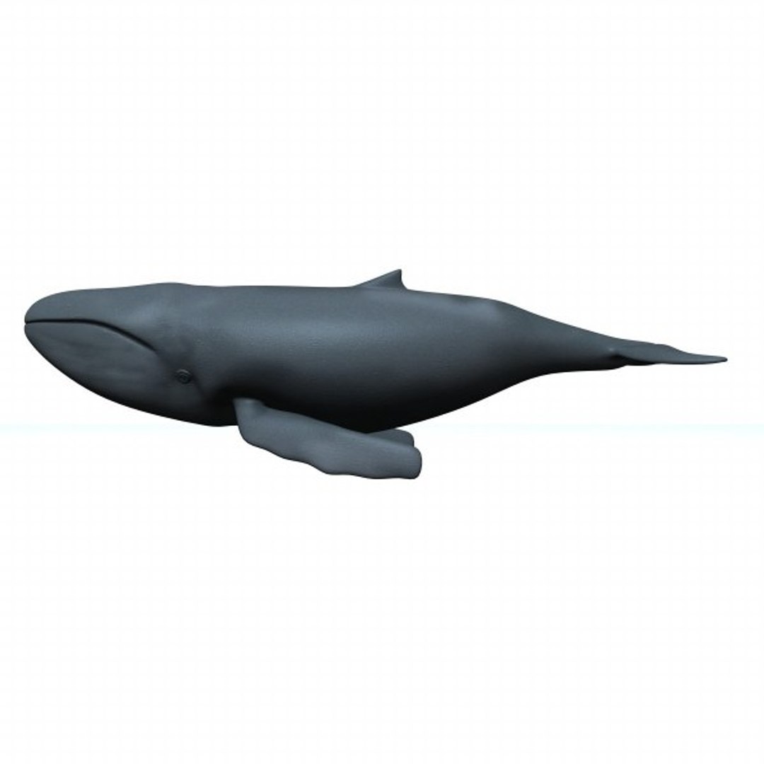 3d sea animals whales orca model