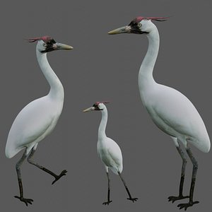 Crane Bird 3D model