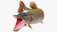 Pike Fish Rigged for Cinema 4D