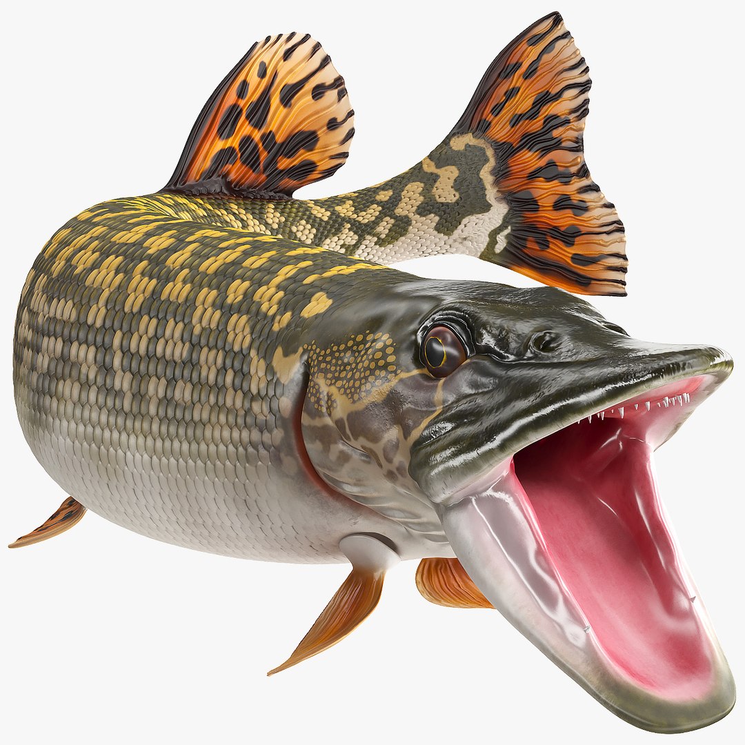 pike fish rigged 3D model https://p.turbosquid.com/ts-thumb/qD/RCyKYS/zLSV098v/pike_fish_rigged_c4d_00/jpg/1596441179/1920x1080/fit_q87/be94c9a7e42d46ad4ba4678062f8bcc1362f86cf/pike_fish_rigged_c4d_00.jpg