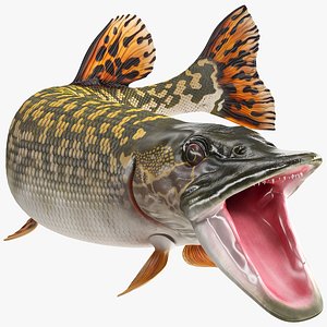 pike fish rigged 3D model