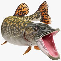 Pike Fish Rigged for Cinema 4D