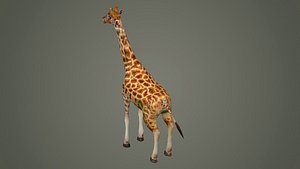 giraffe illustration wildlife anatomy mammal nature zoo animals