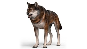 3D Wolf With PBR Textures