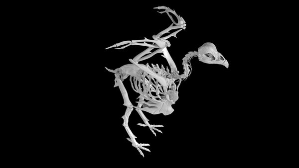 Chicken skeleton 3D - TurboSquid 1890643