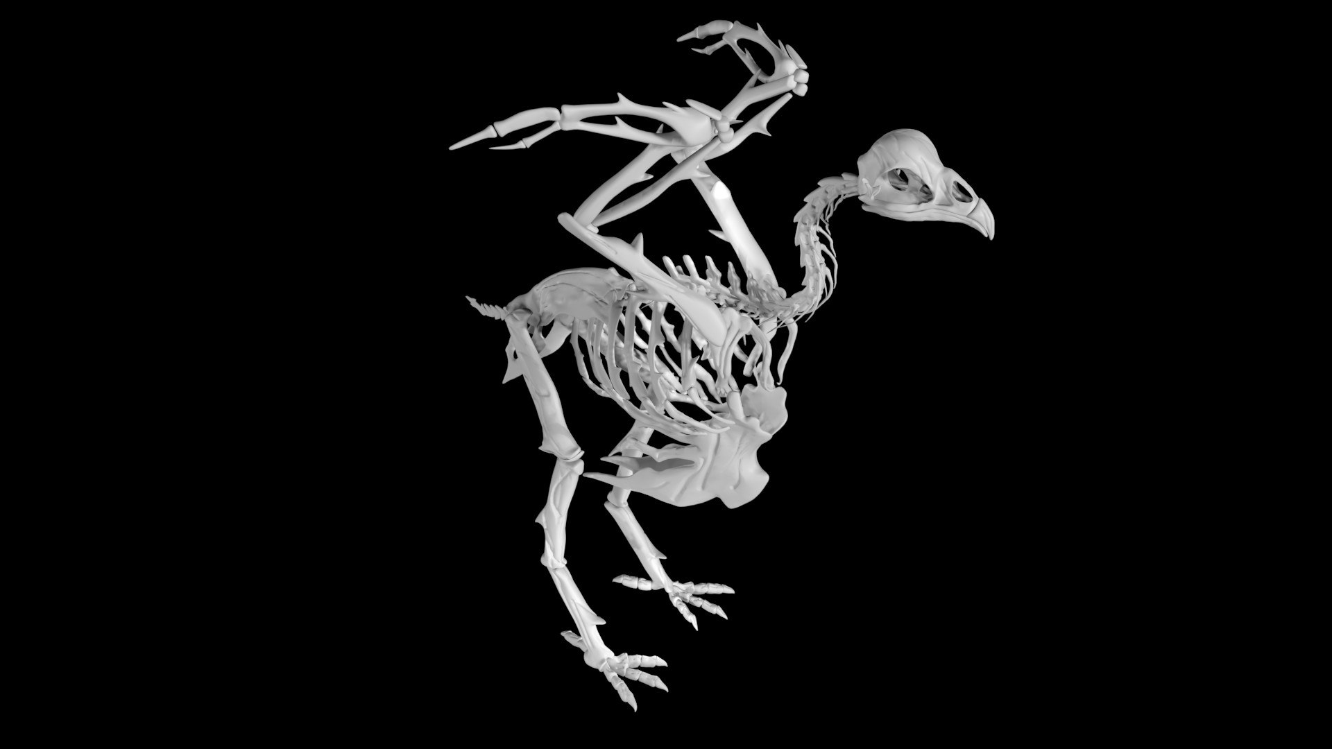 Chicken Skeleton 3D - TurboSquid 1890643