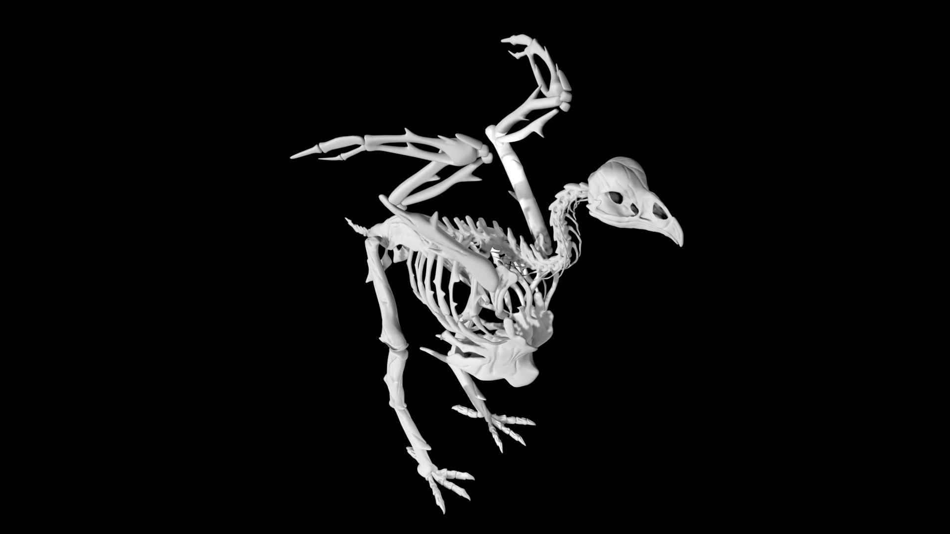 Chicken Skeleton 3D - TurboSquid 1890643