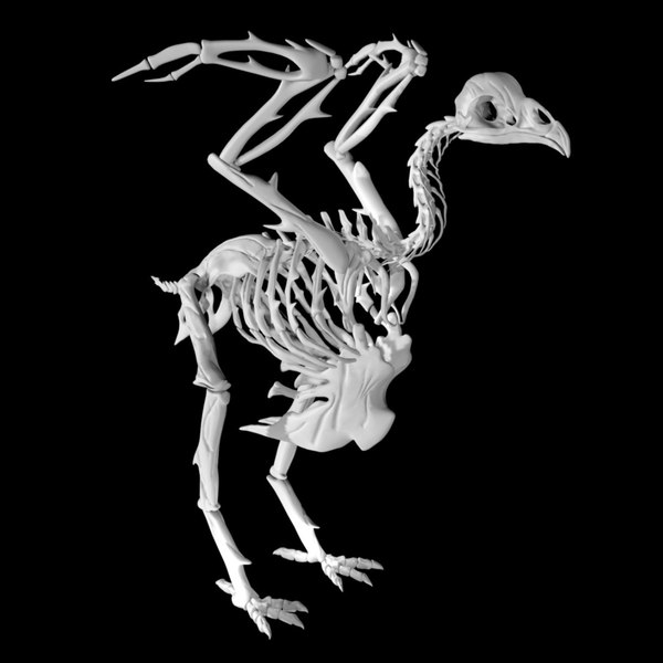 Chicken skeleton 3D - TurboSquid 1890643