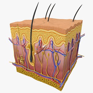 Skin Section