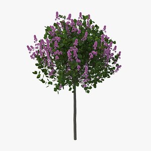 Korean Lilac