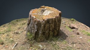 Tree Stump