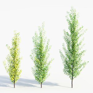 Rhamnus Frangula c 3D model