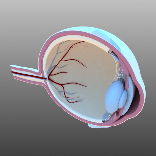 3D model eye cross section - TurboSquid 1262799