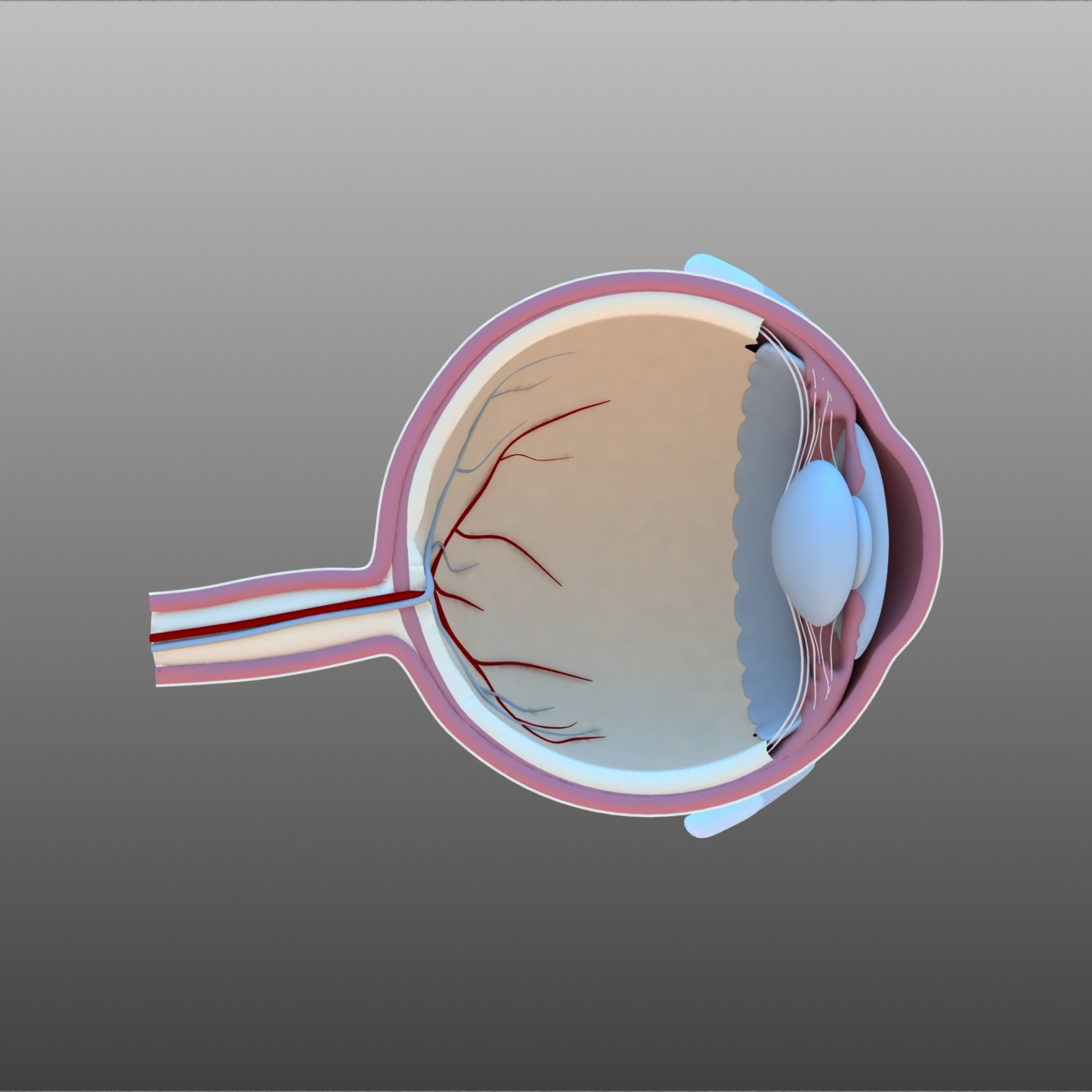 3D model eye cross section - TurboSquid 1262799