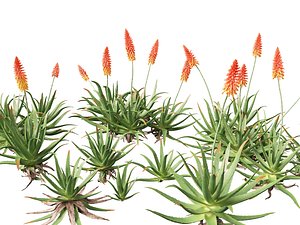 Aloe barbadensis - Aloe vera