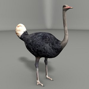 Ostrich