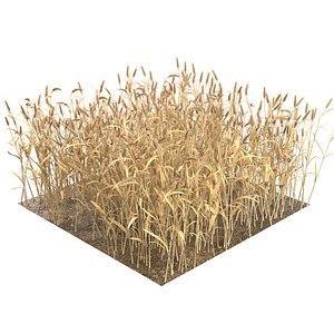 Wheat dried filed section 3D model