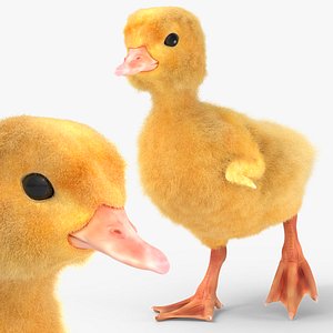 3D model Waterfowl Duck Ducklings Running Animated Fur Rigged For Blender