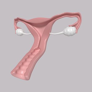 Reproductive System_Female