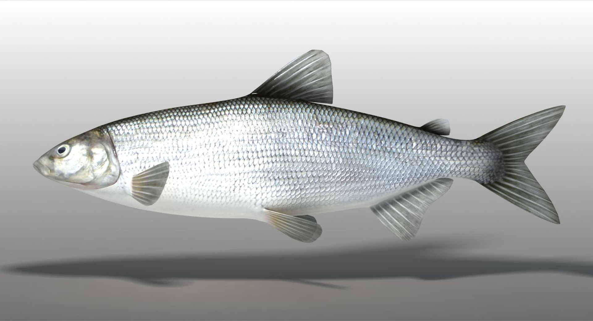 3d Model Whitefish Animation