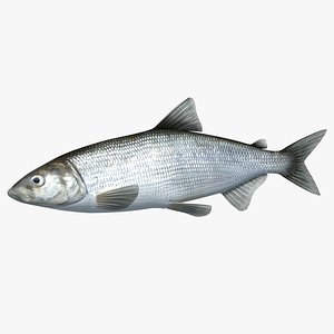 3d model whitefish animation