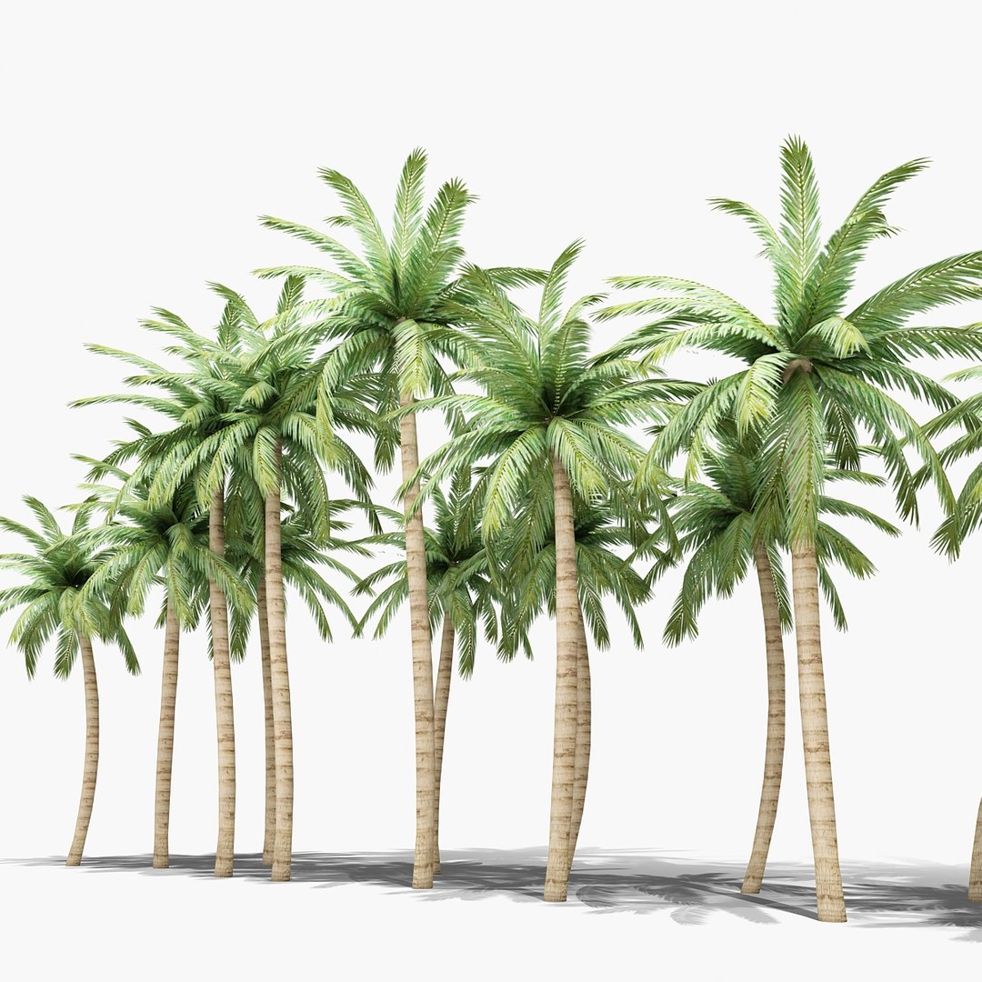 palm trees 3d max