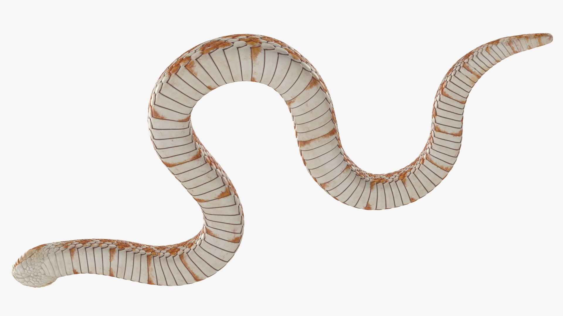3D hognose snake crawling https://p.turbosquid.com/ts-thumb/qF/HRV0Ed/2HGrebCn/hognosesnakecrawling3dsmodel012/jpg/1574688012/1920x1080/fit_q87/1dce000fab16dda87bbece163d834e1cb925fb1b/hognosesnakecrawling3dsmodel012.jpg