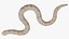 Hognose Snake Crawling