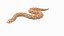 Hognose Snake Crawling