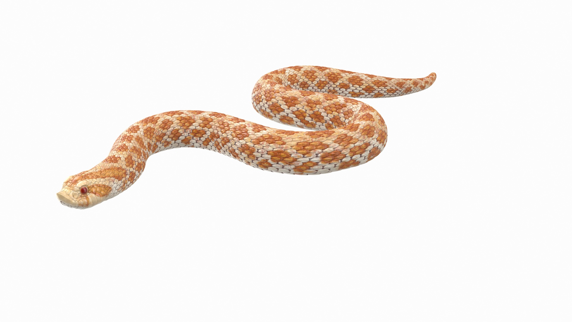 3D hognose snake crawling https://p.turbosquid.com/ts-thumb/qF/HRV0Ed/4lgqAPbD/hognose_snake_crawling_360/jpg/1574687246/1920x1080/turn_fit_q99/2f09c3a8746e698d72f7e582be6cb747034f9193/hognose_snake_crawling_360-1.jpg