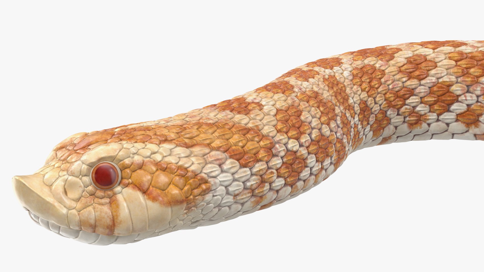 3D hognose snake crawling https://p.turbosquid.com/ts-thumb/qF/HRV0Ed/7YmongiH/hognosesnakecrawling3dsmodel009/jpg/1574687998/1920x1080/fit_q87/fe3c414402ae736b438b8f91429325f22eda403e/hognosesnakecrawling3dsmodel009.jpg